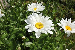 花,雛菊,白