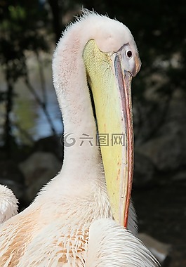 鵜,野生動(dòng)物,鳥(niǎo)