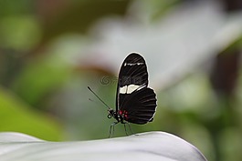 蝴蝶,翅膀,昆蟲