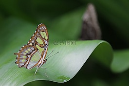 蝴蝶,翅膀,昆蟲