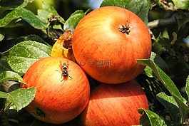 蘋(píng)果,蘋(píng)果樹(shù),紅色