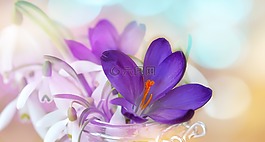 藏紅花,斯諾德羅普,鈴蘭