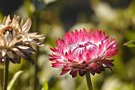 秸稈花,紅色,花