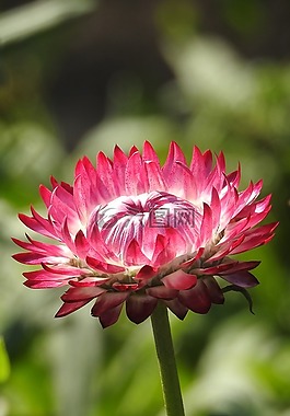 秸稈花,紅色,花