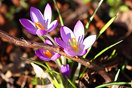藏紅花,紫,春天