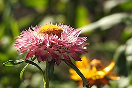秸稈花,紅色,花