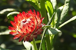 秸稈花,紅色,花