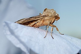 蛾,昆蟲,自然