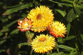 秸稈花,黃色,花