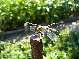 蜻蜓,宏,昆蟲