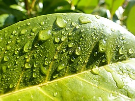 性質(zhì),綠色,雨滴