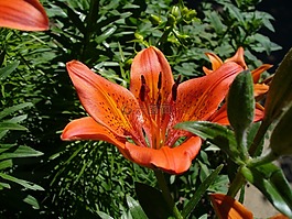 花卉,百合,桌面