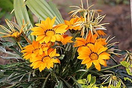 自然,植物區(qū)系,花