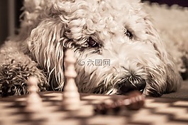 goldendoodle,狗,国际象棋游戏