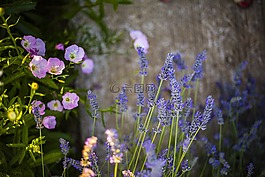 熏衣草,鮮花,紫
