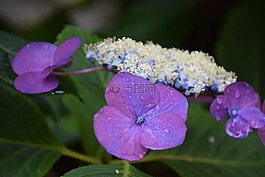 露水,花,植物