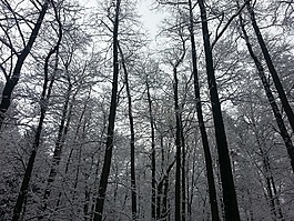 冬天,树木,森林