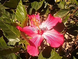 花卉,ibisco,性质