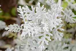白色,植物,花园