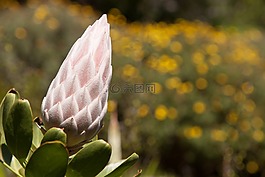 花,散景,春