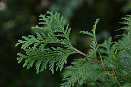 木材,柏,側袋
