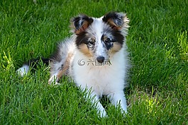 設(shè)得蘭群島牧羊犬,小狗,青年