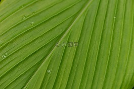 葉,縮放,葉靜脈