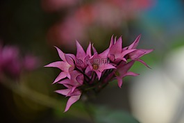 petits fleurs,鲜花,粉色