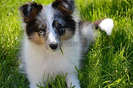 設得蘭群島牧羊犬,小狗,青年