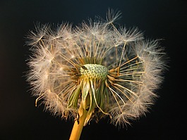 蒲公英,種子,雜草