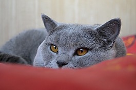 猫,英国猫,宠物