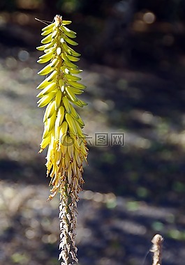 兰萨罗特岛,芦荟,花