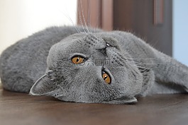 猫,英国猫,蓝色