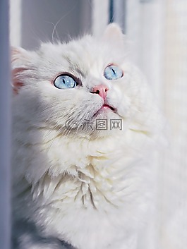 貓,眼睛,白