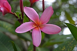 雞蛋花,粉紅色的花,花卉