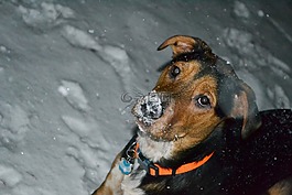 狗,雪,黑