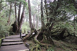 山水,樹林,臺灣
