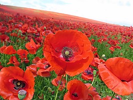罂粟,klatschmohn,红色
