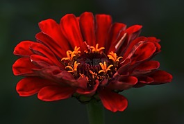 花,紅色,花蜜