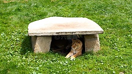 動物園,動物,nap