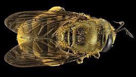 hoverfly,昆虫,特写