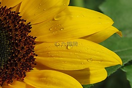 向日葵,花,黃色