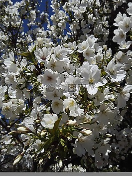 花,白色,美麗