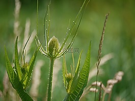 薊,芽,荊棘
