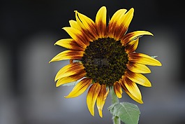 太陽花,花園,性質(zhì)