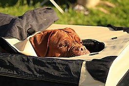 红葡萄酒,dogue,德