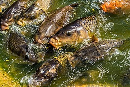 鯉魚,錦鯉,魚