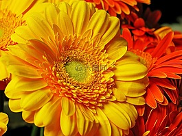 非洲菊,花,開花