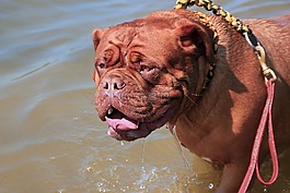 红葡萄酒,dogue,德