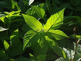 giersch,野生草药,性质